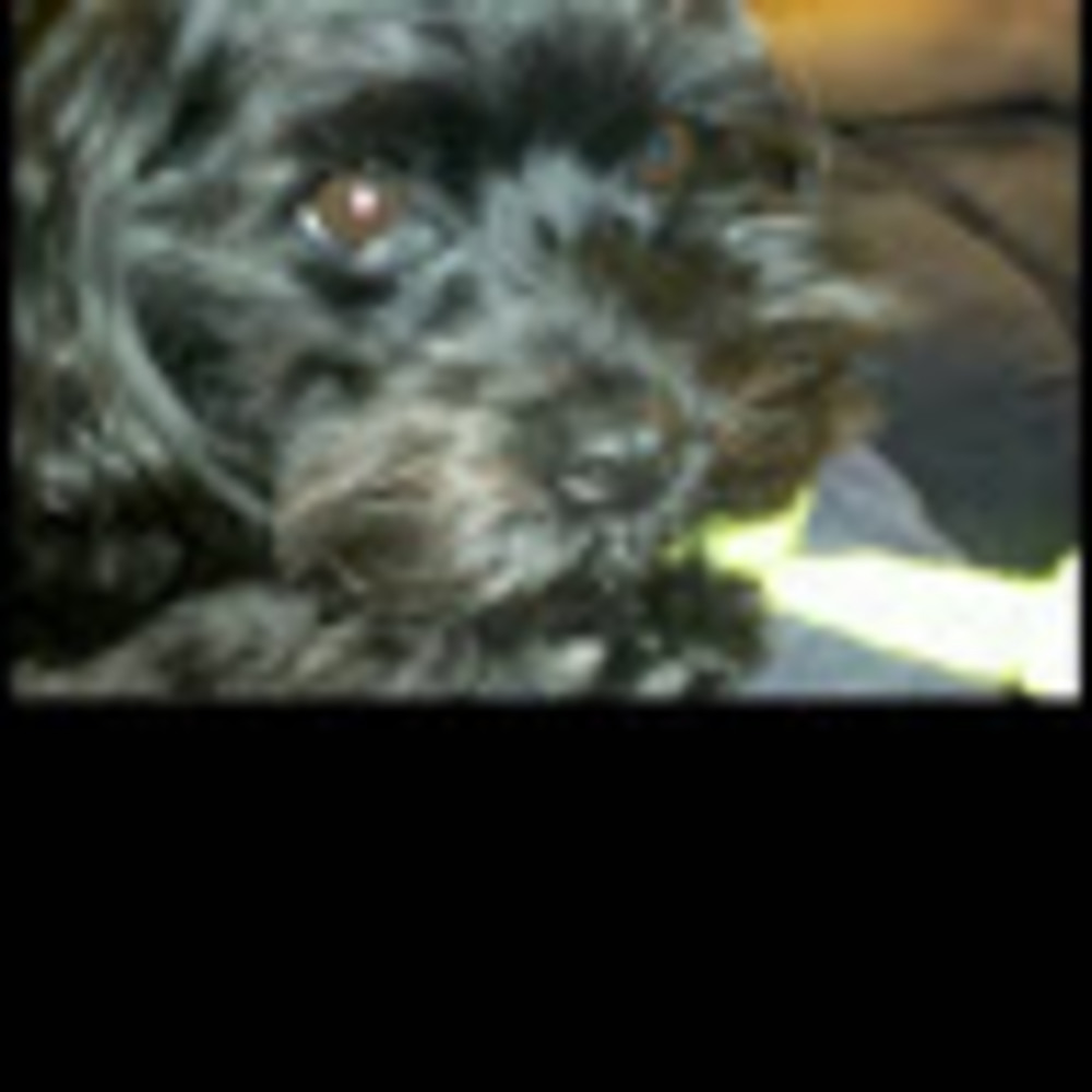 Meet your Posher, Audrey